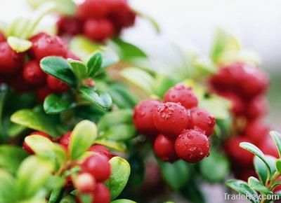 ISO Factory supply cranberry extract