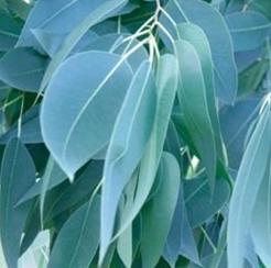 eucalyptus oil, essential oil