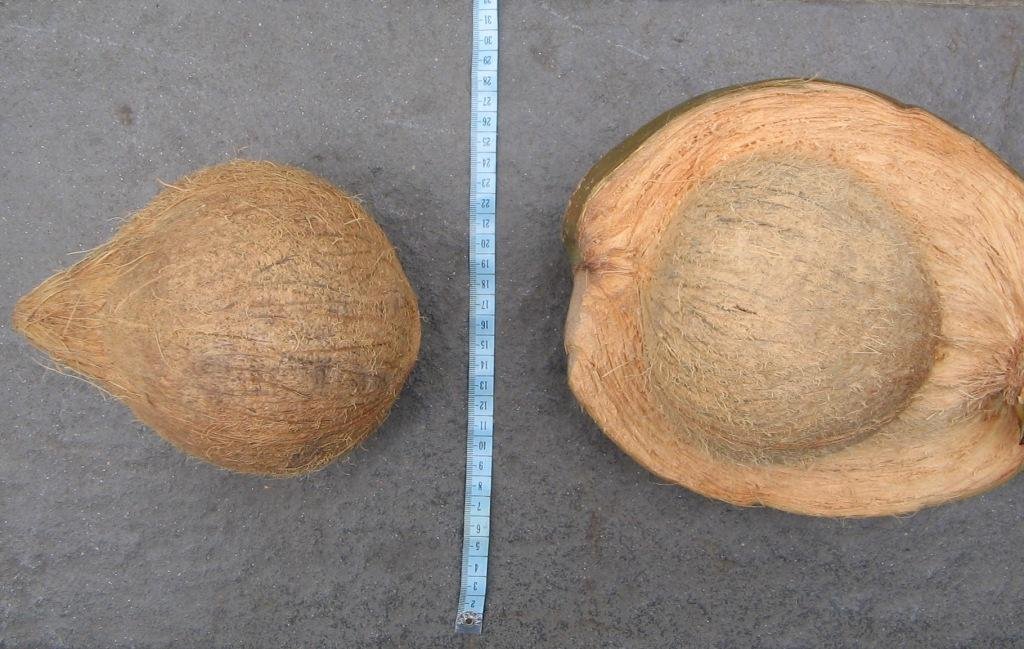 Fresh Mature Coconut