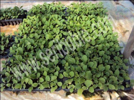 Peat-Moss & Seeds Starters