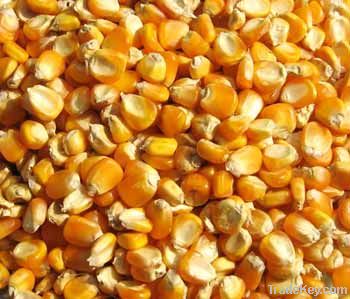  Maize | Maize Exporter | Corn Grain Seller | Maize Buyer | Bulk Maize Grain Importer | Corn bean Buyer | Corn bean Wholesaler | Corn Grain Manufacturer | Best Quality Corn Grain | Cheap Maize Supplier | Low Price Corn | Yellow Corn | White Cron | Baby Ma