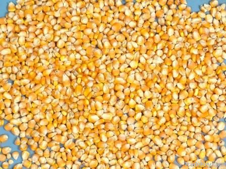  Maize | Maize Exporter | Corn Grain Seller | Maize Buyer | Bulk Maize Grain Importer | Corn bean Buyer | Corn bean Wholesaler | Corn Grain Manufacturer | Best Quality Corn Grain | Cheap Maize Supplier | Low Price Corn | Yellow Corn | White Cron | Baby Ma