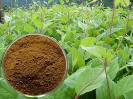 Siberian Ginseng Extract 