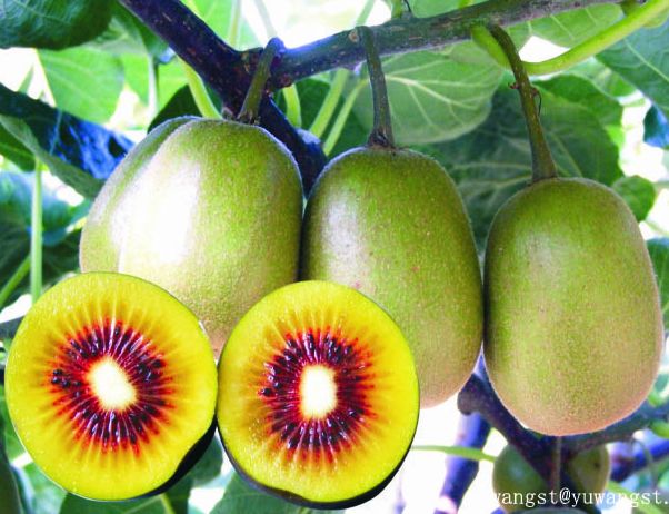 Red Kiwi Fruit