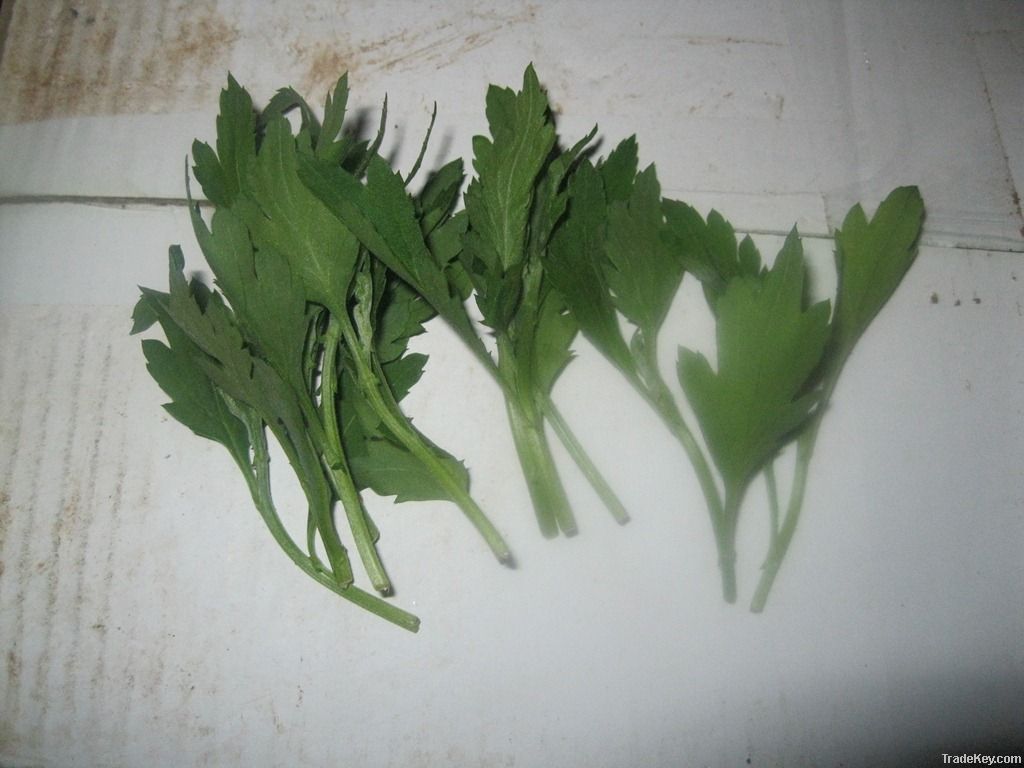 Chrysanthemum Cutting