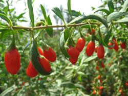 Dried Goji Berries