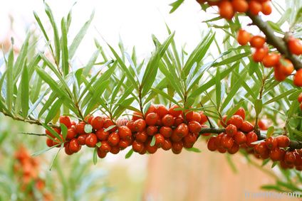 Seabuckthorn Juice