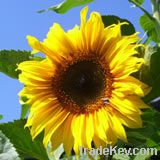 sunflower oil