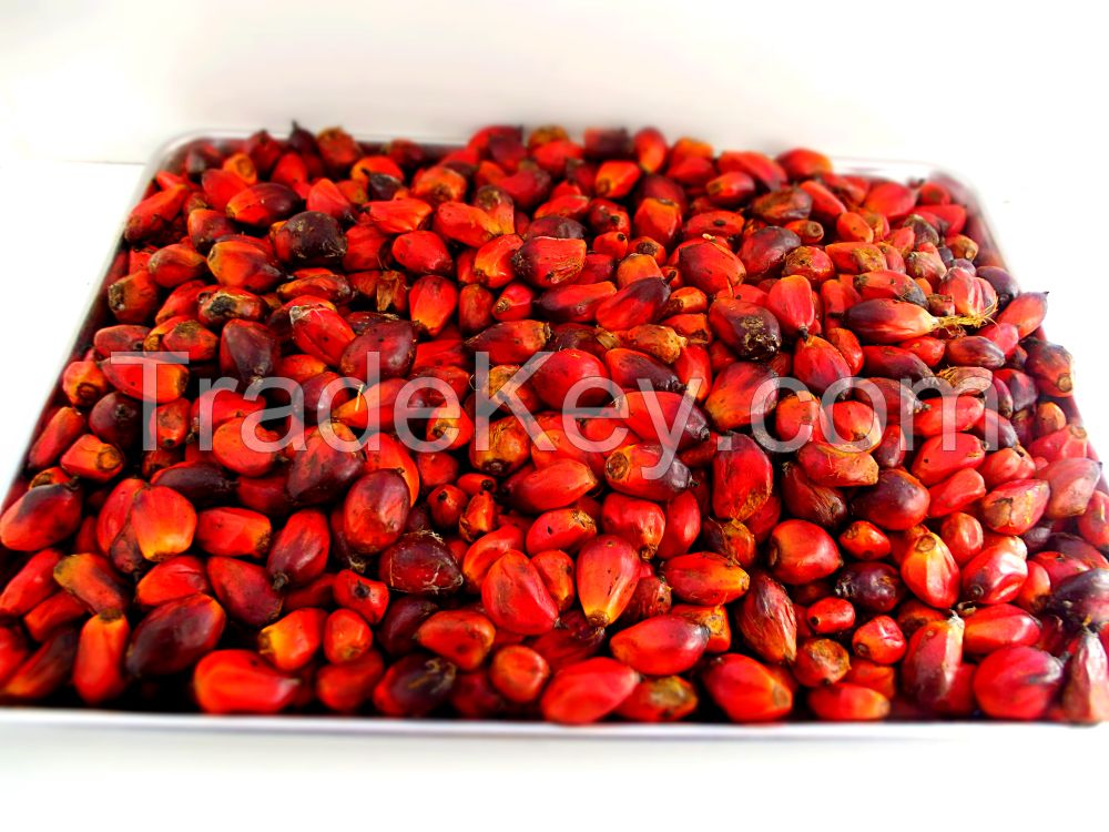 Palm Kernel Nut