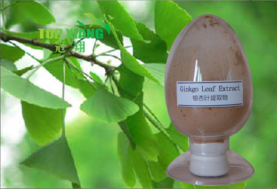 Ginkgo Leaf Extract