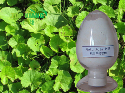 Gotu Kola Extract