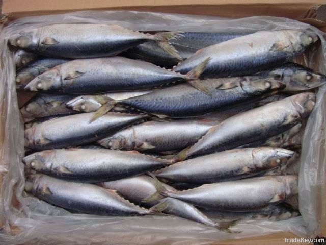 mackerel