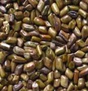 CASSIA TORA SEMEN SEEDS