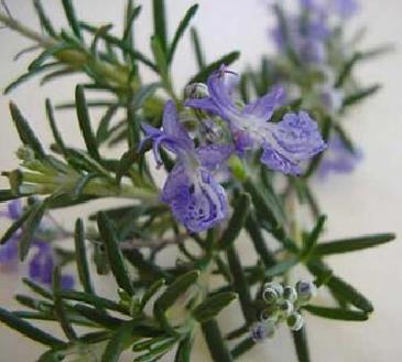 rosemary extract