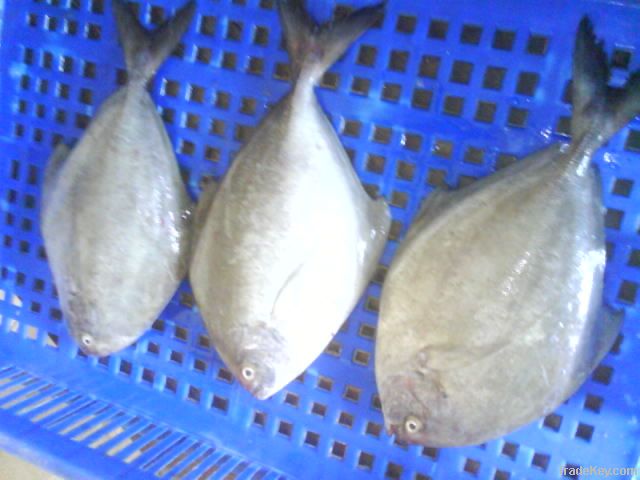 Black Pomfret