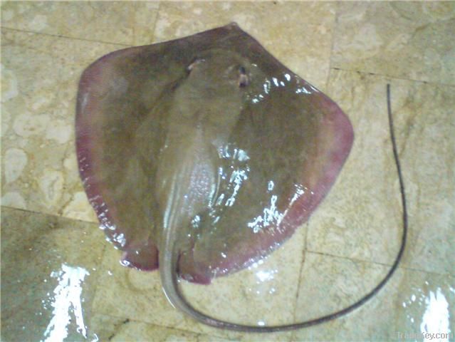 Stingray Fish