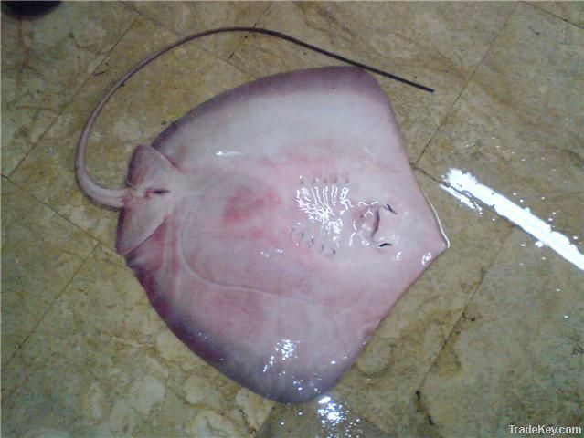 Stingray Fish