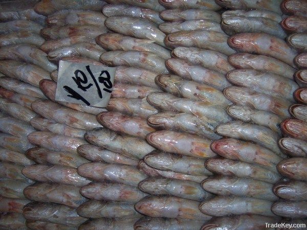 Croaker Fish