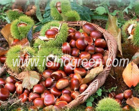 Chinese chestnut