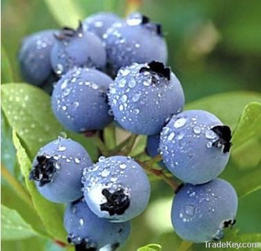 Bilberry P. E. (Vaccinium myrtillus )