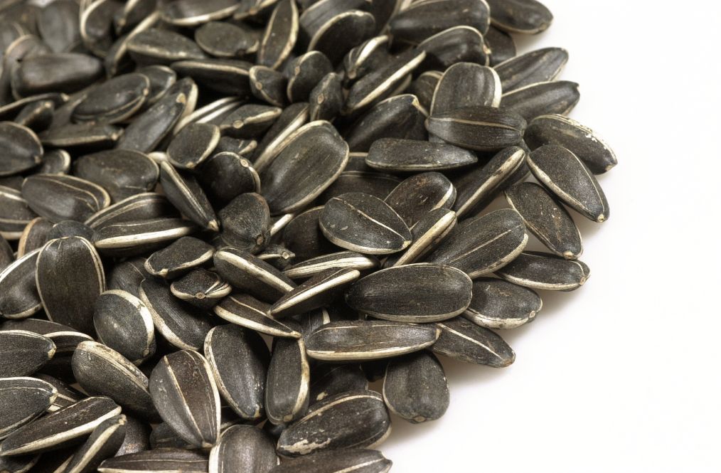 New Crop Sunflower Seeds Suppliers | Sunflower Seed Exporters, | Sunflower Black Seed  | Striped Black Seed | Flowers Seed | Sunflower Kernels