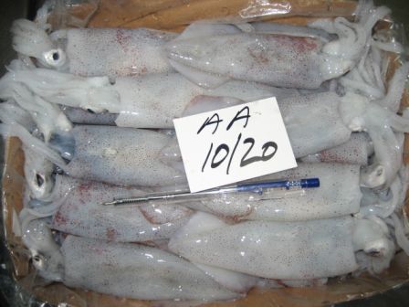 Loligo Squid Pakistan