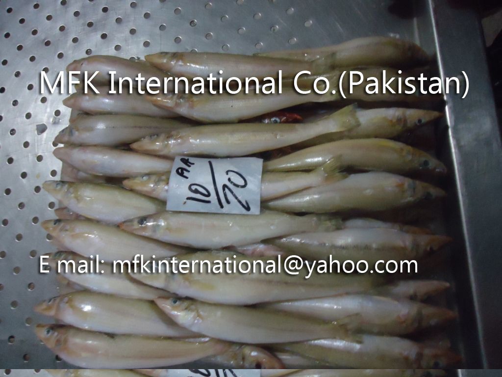 Lady Fish Pakistan