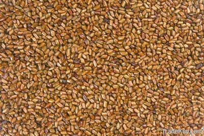 CASSIA TORA SEMEN SEEDS