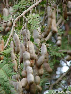 TAMARIND INDICUS