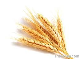 Wheat