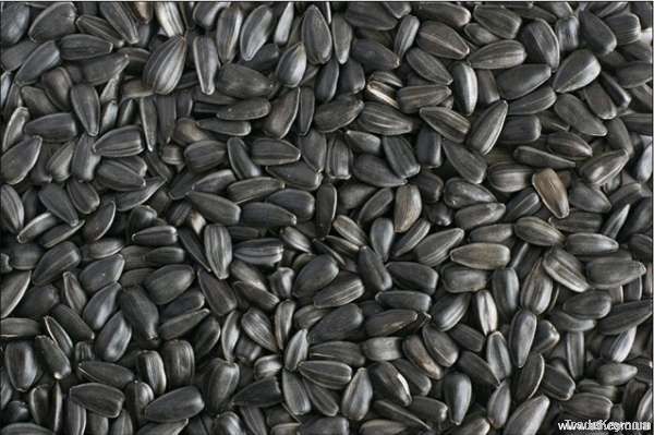 New Crop Sunflower Seeds Suppliers | Sunflower Seed Exporters, | Sunflower Black Seed  | Striped Black Seed | Flowers Seed | Sunflower Kernels