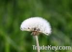 Dandelion extract