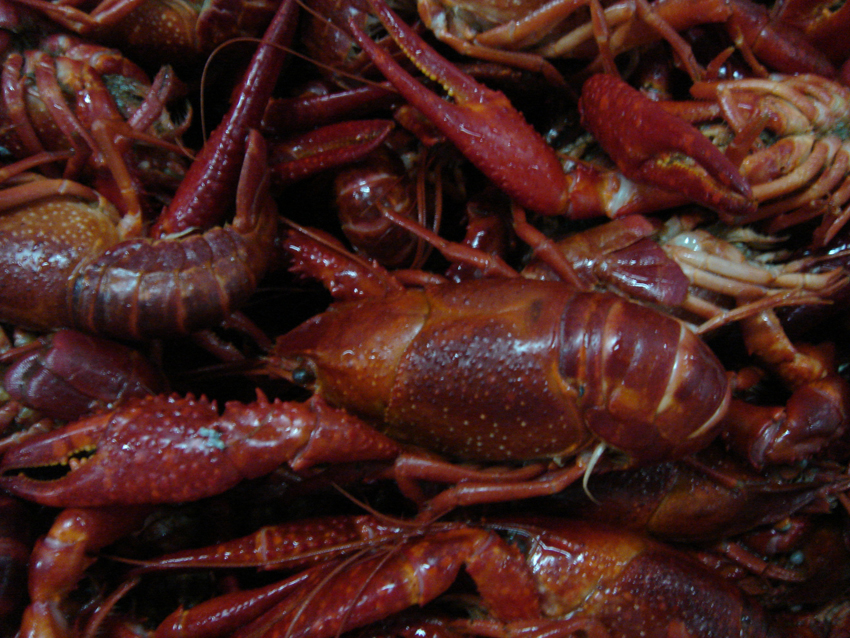 Crawfish