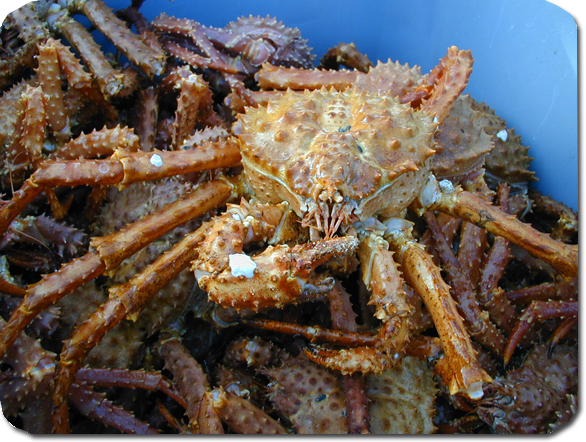 Red & Gold King Crab Legs & Claws