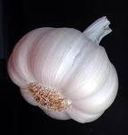 White Garlic