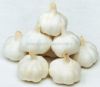 Normal White Garlic