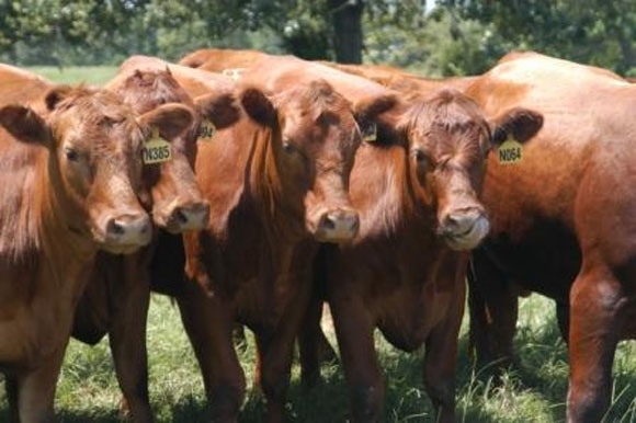 Europe meat cattle