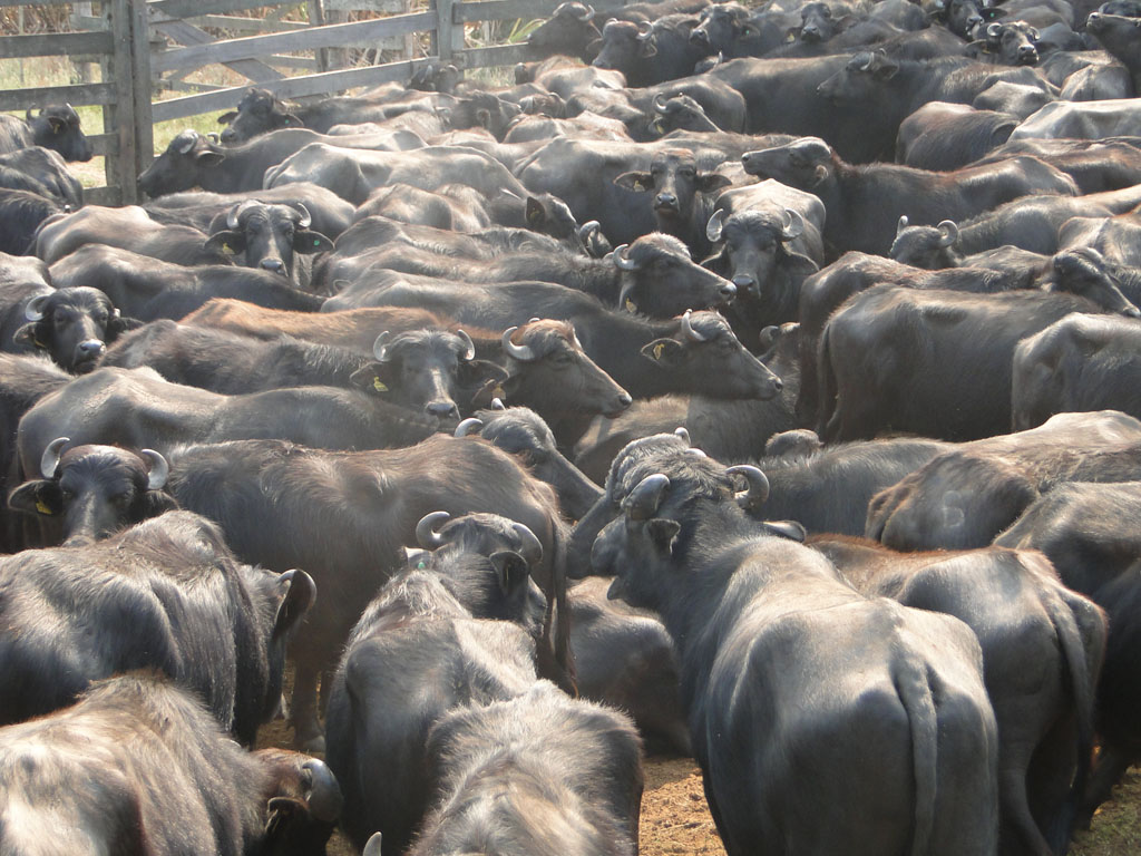 buffaloes for milk and meat