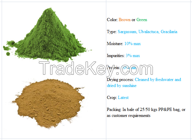 Seaweed Powder with High Quality and Best Price