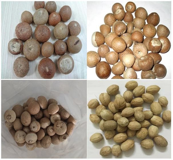 Betel Nuts with High Quality and Best Price