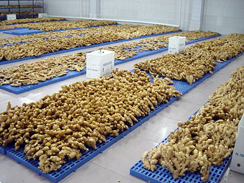 Chinese fresh ginger