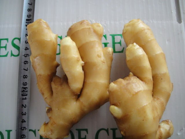 Sell 2010 new crop yellow fresh ginger