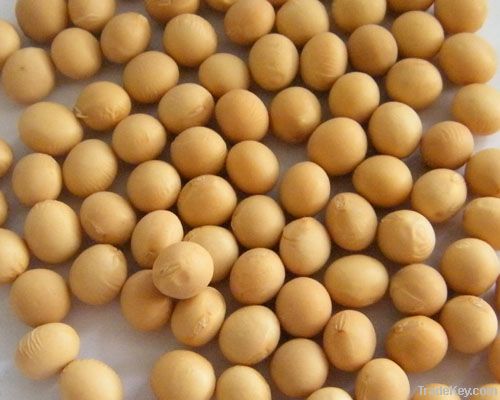 Soybean