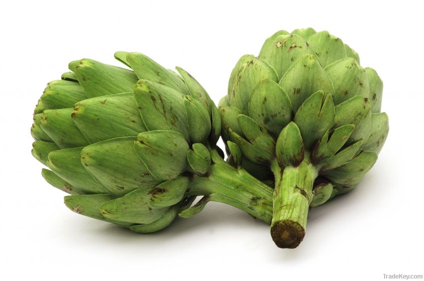 Fresh Artichoke