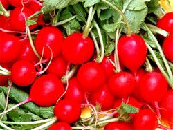 Turnip Red Pigment, turnip red color, turnip color, food red pigment, food pigment