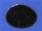 activated carbon