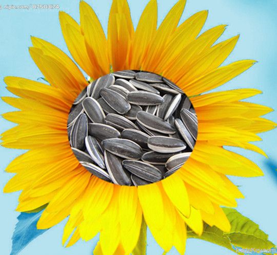 2012 confectionary black sunflower seeds 5009 24/64