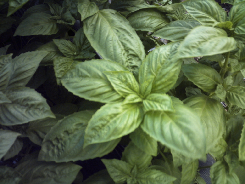 Basil, Thyme, Rosemary, Oregano, Bay tree, Hibiscous flower