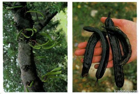 Locust Bean Gum