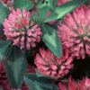 Red clover extract